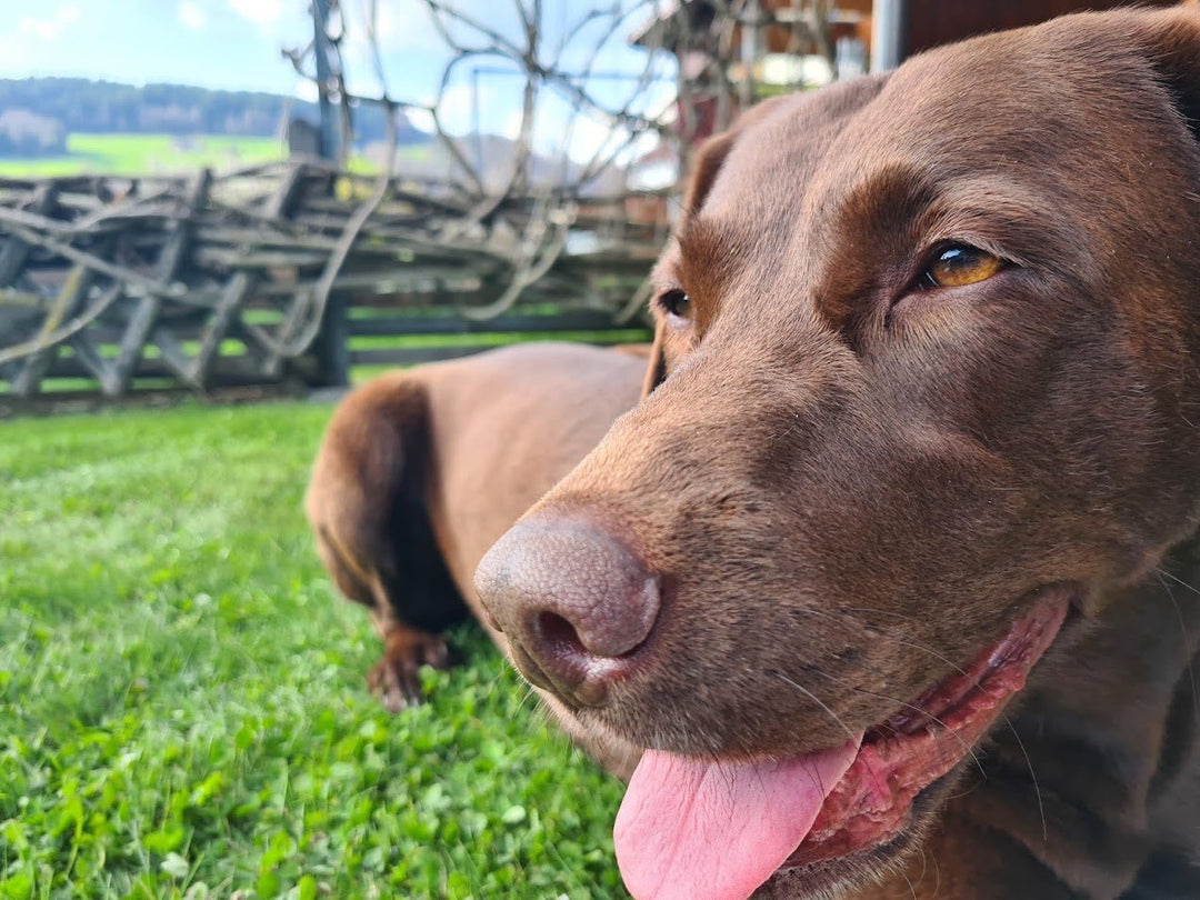 Unsere Vision - Tierkiosk