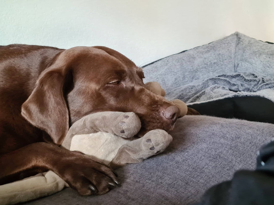 Wer sind wir - Tierkiosk