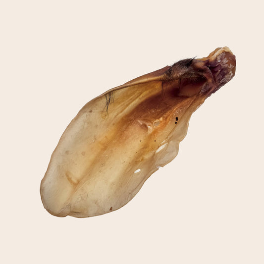 Oreilles de bœuf 1 pc.
