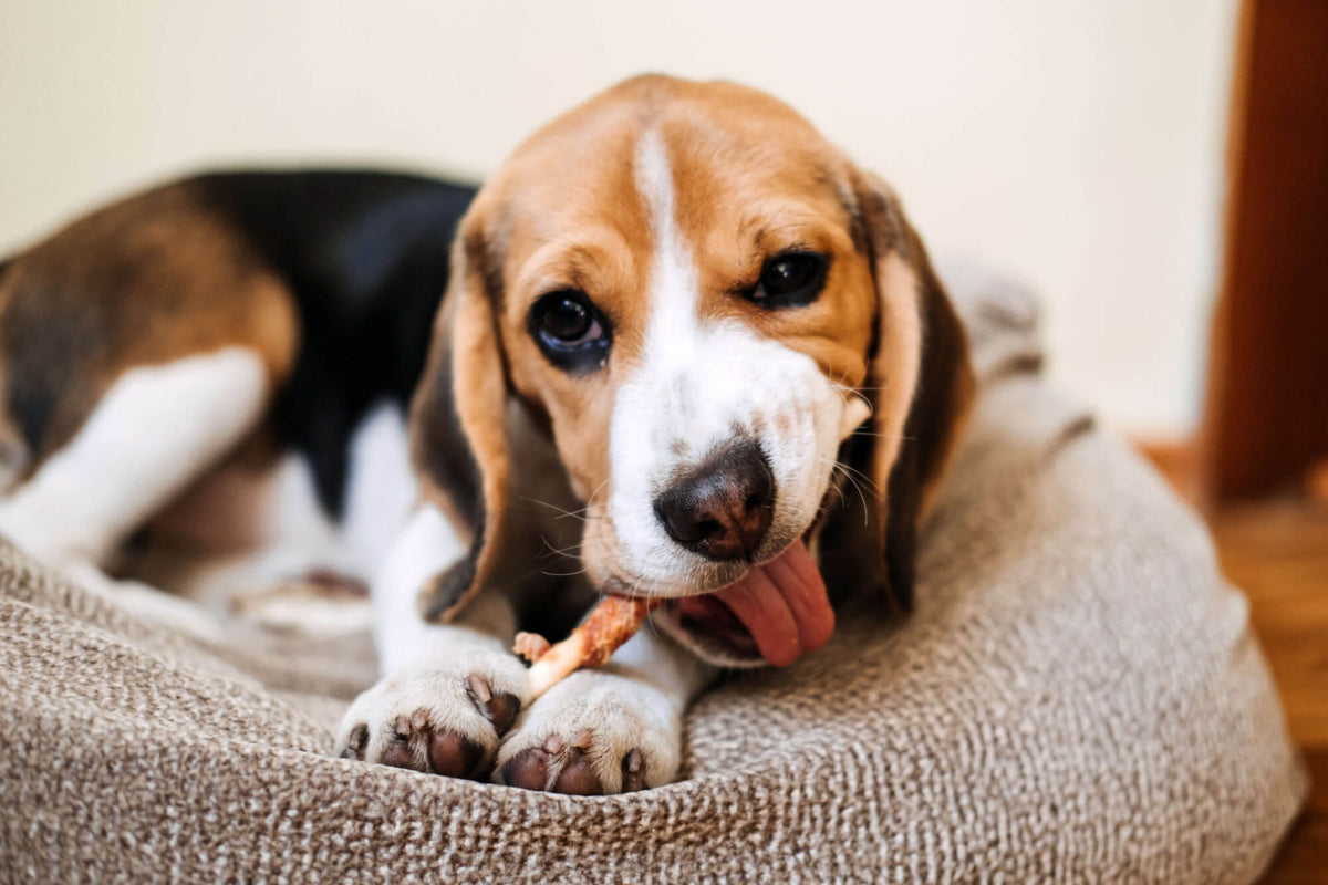 Beagle knabbert glücklich an einem natürlichen Kauartikel von Tierkiosk.ch