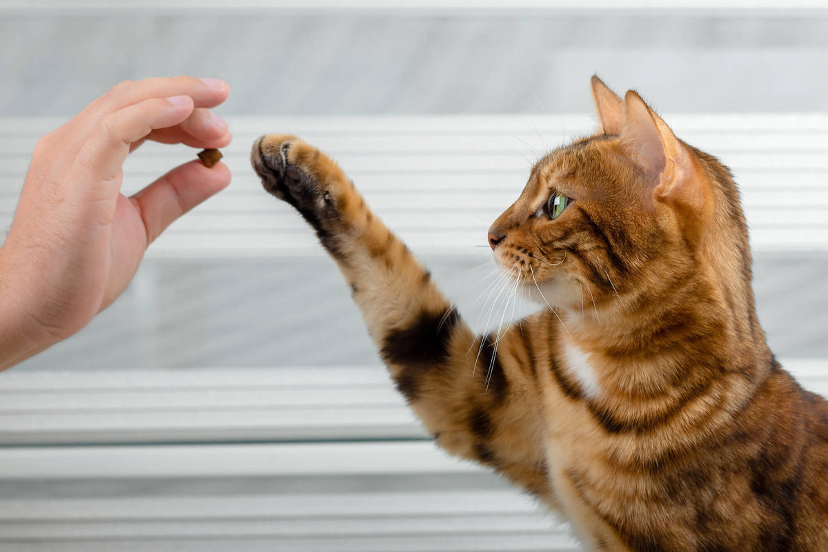 Katze greift nach einem natürlichen Katzensnack aus der Hand von Tierkiosk.ch